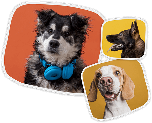 Welcome to Pets World Patna, your go-to destination for comprehensive pet care services and quality pet products. We offer a range of services, including pet care, grooming, and a variety of accessories. Explore our extensive collection of dog, cat, and rabbit breeds, along with a wide selection of pet accessories, food, treats, and healthcare products. Visit us at Rajendra Nagar Road, Kankarbagh, Patna - 800020, near Malahi Pakri Chowk. For inquiries, call us at +91 99347 41143. Your furry friend's well-being is our priority!