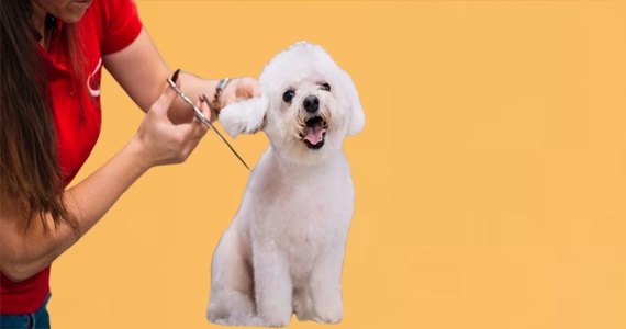 Welcome to Pets World Patna, your go-to destination for comprehensive pet care services and quality pet products. We offer a range of services, including pet care, grooming, and a variety of accessories. Explore our extensive collection of dog, cat, and rabbit breeds, along with a wide selection of pet accessories, food, treats, and healthcare products. Visit us at Rajendra Nagar Road, Kankarbagh, Patna - 800020, near Malahi Pakri Chowk. For inquiries, call us at +91 99347 41143. Your furry friend's well-being is our priority!