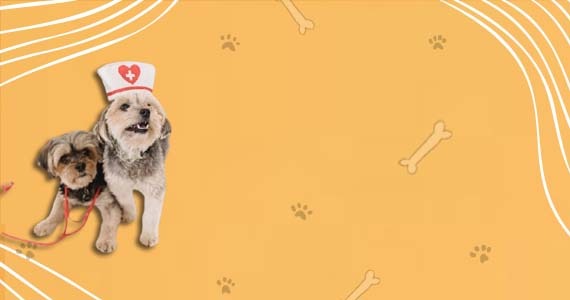 Welcome to Pets World Patna, your go-to destination for comprehensive pet care services and quality pet products. We offer a range of services, including pet care, grooming, and a variety of accessories. Explore our extensive collection of dog, cat, and rabbit breeds, along with a wide selection of pet accessories, food, treats, and healthcare products. Visit us at Rajendra Nagar Road, Kankarbagh, Patna - 800020, near Malahi Pakri Chowk. For inquiries, call us at +91 99347 41143. Your furry friend's well-being is our priority!