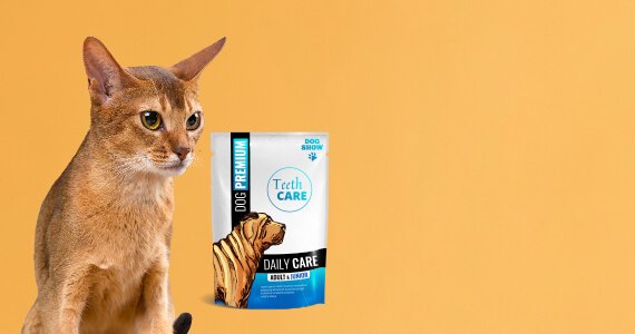 Welcome to Pets World Patna, your go-to destination for comprehensive pet care services and quality pet products. We offer a range of services, including pet care, grooming, and a variety of accessories. Explore our extensive collection of dog, cat, and rabbit breeds, along with a wide selection of pet accessories, food, treats, and healthcare products. Visit us at Rajendra Nagar Road, Kankarbagh, Patna - 800020, near Malahi Pakri Chowk. For inquiries, call us at +91 99347 41143. Your furry friend's well-being is our priority!