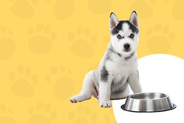 Welcome to Pets World Patna, your go-to destination for comprehensive pet care services and quality pet products. We offer a range of services, including pet care, grooming, and a variety of accessories. Explore our extensive collection of dog, cat, and rabbit breeds, along with a wide selection of pet accessories, food, treats, and healthcare products. Visit us at Rajendra Nagar Road, Kankarbagh, Patna - 800020, near Malahi Pakri Chowk. For inquiries, call us at +91 99347 41143. Your furry friend's well-being is our priority!