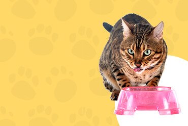Welcome to Pets World Patna, your go-to destination for comprehensive pet care services and quality pet products. We offer a range of services, including pet care, grooming, and a variety of accessories. Explore our extensive collection of dog, cat, and rabbit breeds, along with a wide selection of pet accessories, food, treats, and healthcare products. Visit us at Rajendra Nagar Road, Kankarbagh, Patna - 800020, near Malahi Pakri Chowk. For inquiries, call us at +91 99347 41143. Your furry friend's well-being is our priority!