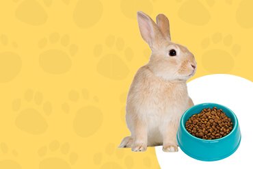 Welcome to Pets World Patna, your go-to destination for comprehensive pet care services and quality pet products. We offer a range of services, including pet care, grooming, and a variety of accessories. Explore our extensive collection of dog, cat, and rabbit breeds, along with a wide selection of pet accessories, food, treats, and healthcare products. Visit us at Rajendra Nagar Road, Kankarbagh, Patna - 800020, near Malahi Pakri Chowk. For inquiries, call us at +91 99347 41143. Your furry friend's well-being is our priority!