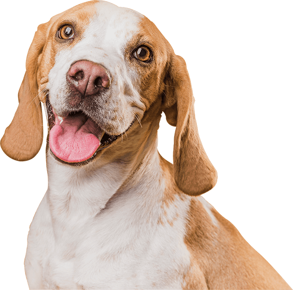 Welcome to Pets World Patna, your go-to destination for comprehensive pet care services and quality pet products. We offer a range of services, including pet care, grooming, and a variety of accessories. Explore our extensive collection of dog, cat, and rabbit breeds, along with a wide selection of pet accessories, food, treats, and healthcare products. Visit us at Rajendra Nagar Road, Kankarbagh, Patna - 800020, near Malahi Pakri Chowk. For inquiries, call us at +91 99347 41143. Your furry friend's well-being is our priority!